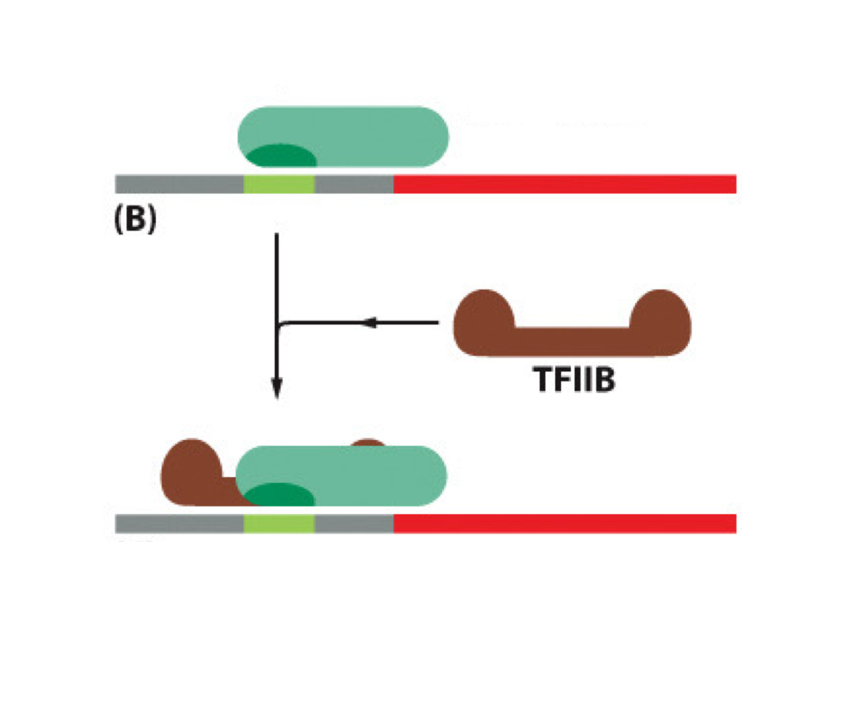 <p>General TFs (TFIIB, TFIIH, TIIHD) bind to promoters</p>