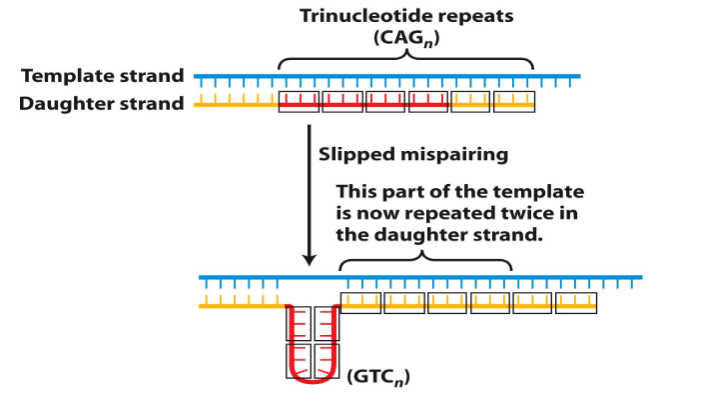 <p>Trinucleotide Repeat Disorders</p>