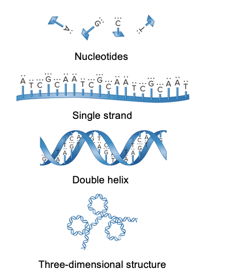 <ul><li><p>nucleotides→ single strand→ double helix→ 3D structure</p></li><li><p>DNA and RNA are large macromolecules with several levels of complexity</p></li><li><p>nucleotides</p><ul><li><p>form repeating unit of nucleic acids</p></li></ul></li><li><p>linear strand of DNA or RNA</p><ul><li><p>nucleotides linked</p></li></ul></li><li><p>double helix</p><ul><li><p>in DNA, 2 strands can interact to form</p></li></ul></li><li><p>3D DNA structure</p><ul><li><p>folding and bending of the double helix</p></li><li><p>interaction f DNA with proteins produces chromosomes within living cells</p></li></ul></li></ul><p></p>