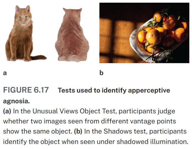 <p><strong>problem seeing the shape</strong></p><p>patients may be able to recognize an object from a typical viewpoint, but it if it is in a different view point or distorted with shadows, recognition deteriorates</p><ul><li><p>they have acuity, colour vision, and brightness discrimination intact, but cannot verbally recognize objects based on limited stimulus information like a line drawing</p></li><li><p>impaired object constancy</p></li></ul><p></p>