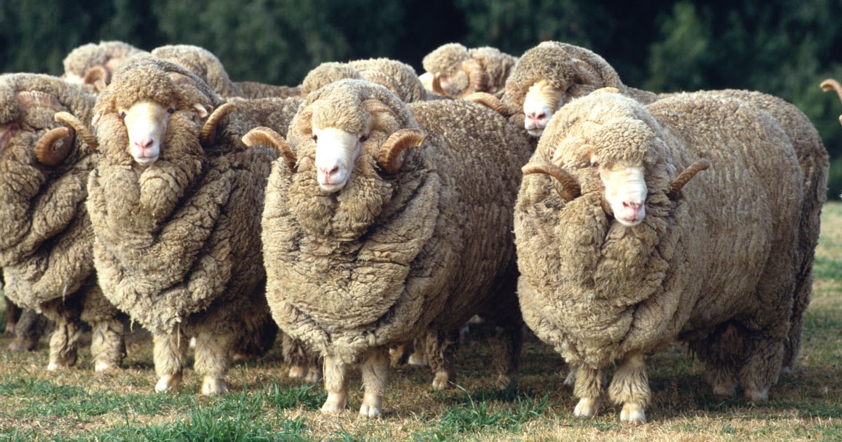 <p>Booroola Merino</p>