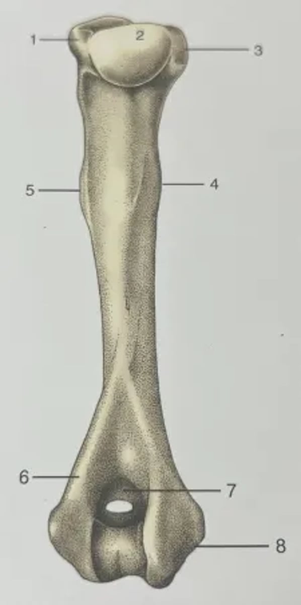 <p>1. Greater tubercle</p><p>2. Head</p><p>3. Lesser tubercle</p><p>4. Teres major tubercle</p><p>5. Deltoid tuberosity</p><p>6. Lateral supracondylar crest</p><p>7. Olecranon fossa (supratrochlear foramen in dogs)</p><p>8. Medial epicondyle</p>