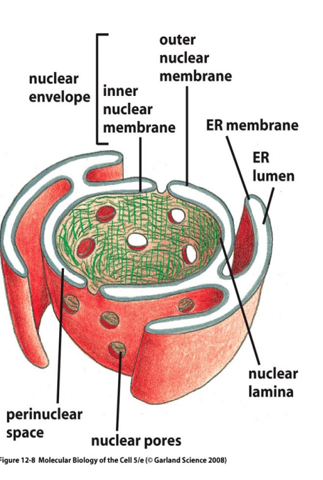 Le noyau est constitué :

==> double membrane nucléaire avec une membrane nucléaire interne et une membrane nucléaire externe

==> lamine nucléaire constituée par les filaments intermédiaires

==> espace intermembranaire

==> nucléole

==> pores nucléaires

\
