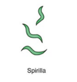 <p>spiral or corkscrew shape</p>