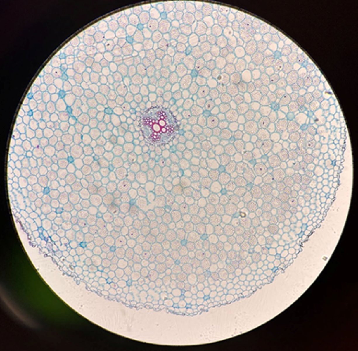 <p>Is this Buttercup root a Monocot or Dicot?</p>