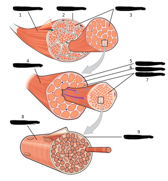 <p>muscle fiber</p>