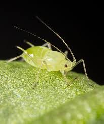 <p>Aphid</p>