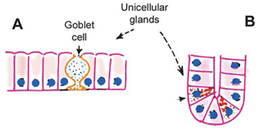 <ul><li><p><span>found in an epithelium that is predominantly non-secretory</span></p></li><li><p><span>Can be exocrine or endocrine</span></p></li><li><p><span>Examples: mucus-secreting goblet cells in trachea or endocrine cells of stomach</span></p></li></ul><p></p>