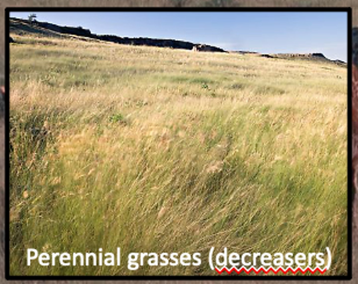 <p>a plant species that gradually disappears due to continual grazing because it is preferred forage</p>