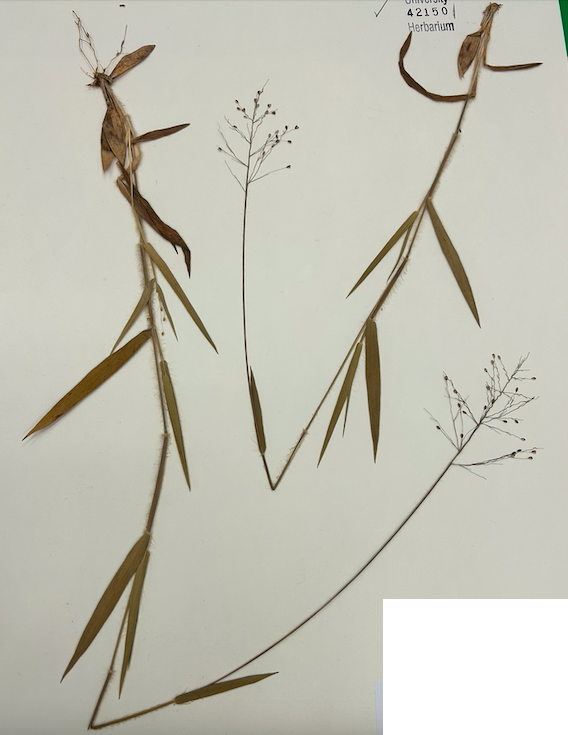 <p><span style="background-color: transparent;"><span>Order? Family?&nbsp;</span></span></p>