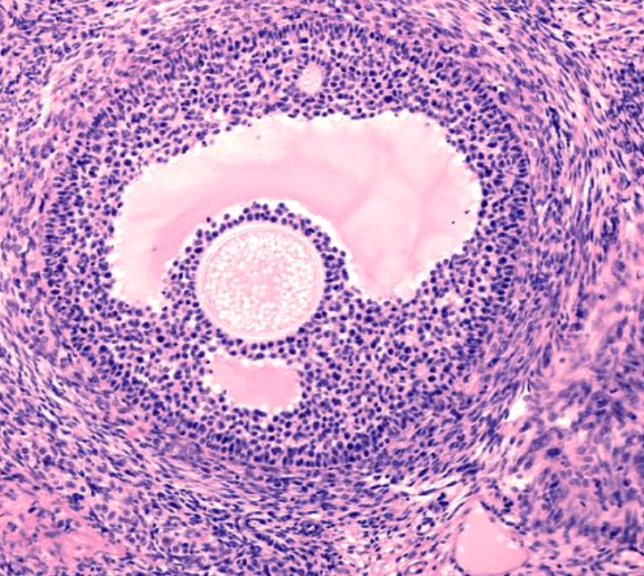 <p>Identify Follicular Stage</p>