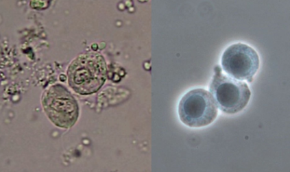 <p>Name the cell.</p>