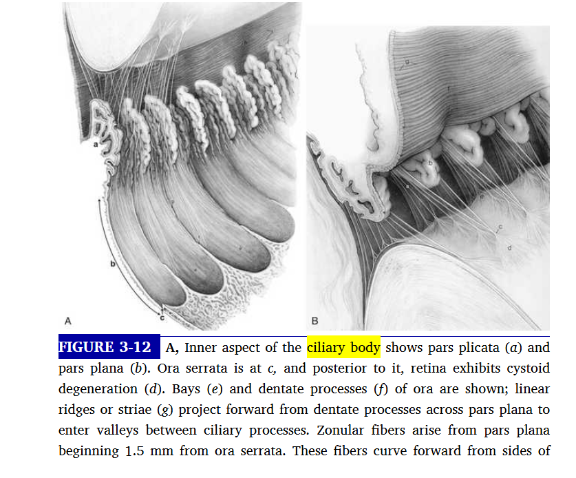 <p>what is the ciliary body divided into </p>