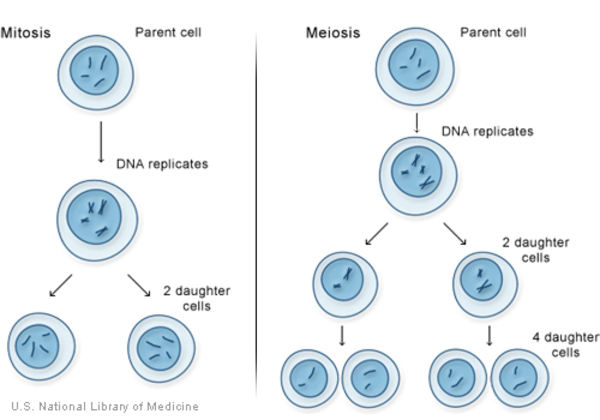 <p>Nuclear membrane is not present! <span>The process by which a parent cell divides into two daughter cells. Equal division of cytoplasm and all its contents between two daughter cells. Each daughter cell has the same number of chromosomes as the parent cell or same diploid number. Cell division usually occurs as part of a larger cell cycle (the remaining 10%) in which the cell grows and replicates its chromosome(s) before dividing. Cell division has </span>two parts: nuclear division (dividing DNA, then to undergo either mitosis OR meiosis) and cytokinesis (dividing cytoplasm, organelles, cell membrane). There are two main processes in cell division and they are mitosis and meiosis. This takes place in the remaining 10% of the cell cycle. </p>
