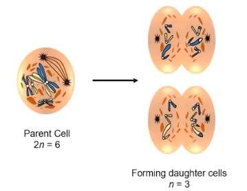 <p>The Purpose of Meiosis</p>