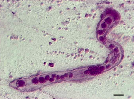 <ul><li><p>Obligate symbiosis with nephridia of cephalopod (think octopus and squid) molluscs</p></li><li><p>Asexual and sexual reproduction</p></li><li><p><strong>2 adult forms possible</strong>:</p><ul><li><p>Nematogens - asexual: vermiform (worm-like) larva</p><ul><li><p>20-30 ciliated cells with an axial cell that acts as the reproductive center, the axoblast develops within the axial cell and becomes new nematogens</p></li></ul></li><li><p>Rhombogens - sexual: infusoriform (circular) larva</p></li></ul></li></ul><p></p>