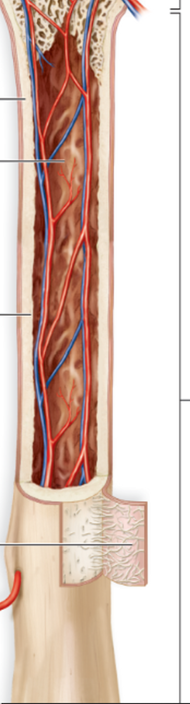 <p>main portion of long bone with large medullary cavity</p>