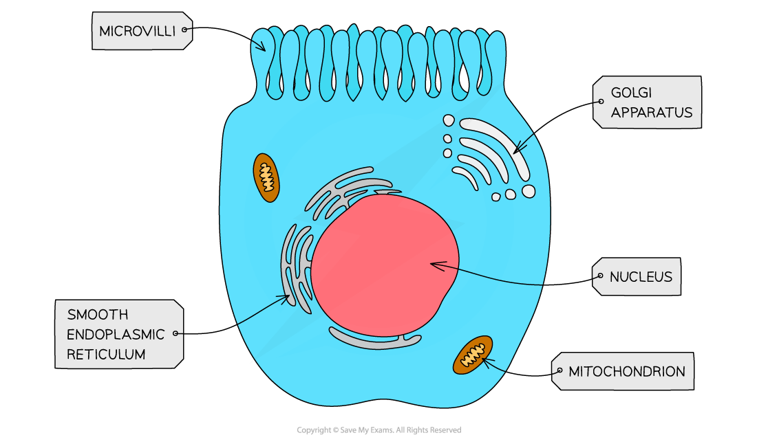 <p>microvilli</p>