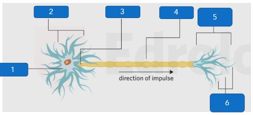 <p>Parts of neuron </p>