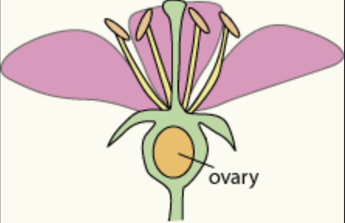 Ovary below other flower parts