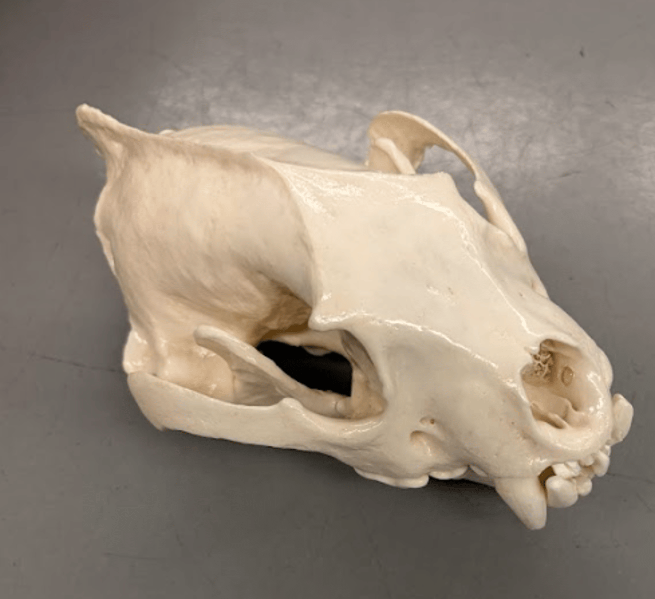 <p>What is this specimen?</p>