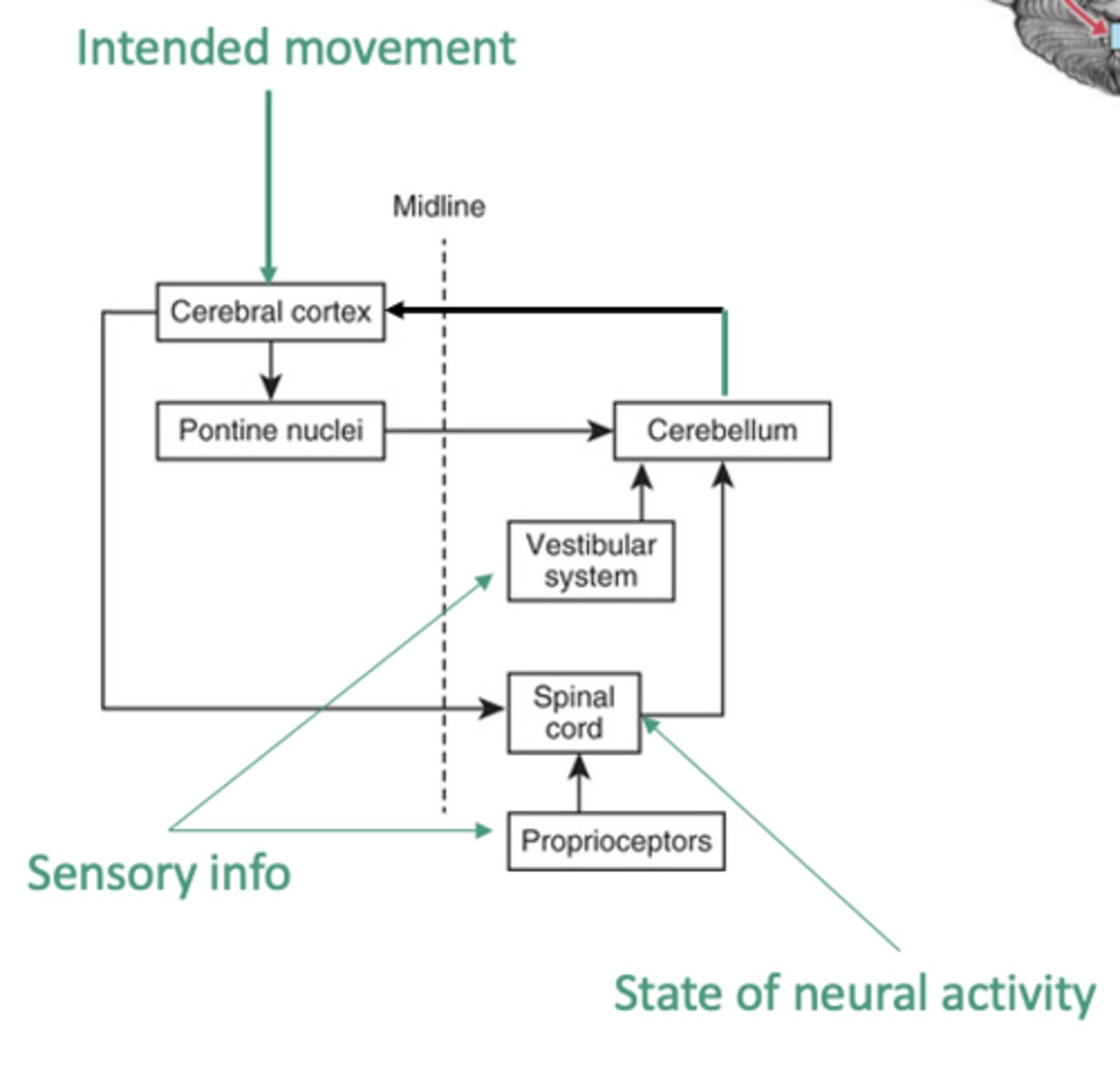 <p>- part of a feedforward control system </p><p>- compares movement being performed to the movement that is desired</p><p>- Programs voluntary movement (especially skilled movement)</p><p>- Helps prepare the body for a particular motor act before the movement occurs</p><p>- Seems to "encode" the end point of movement</p>
