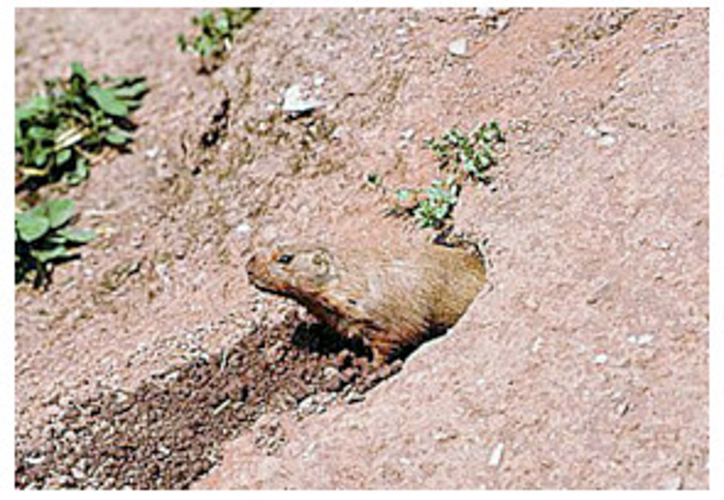 <p>Type of mechanical weathering where animals that burrow into the ground can break up rocks as they build their burrows.</p>