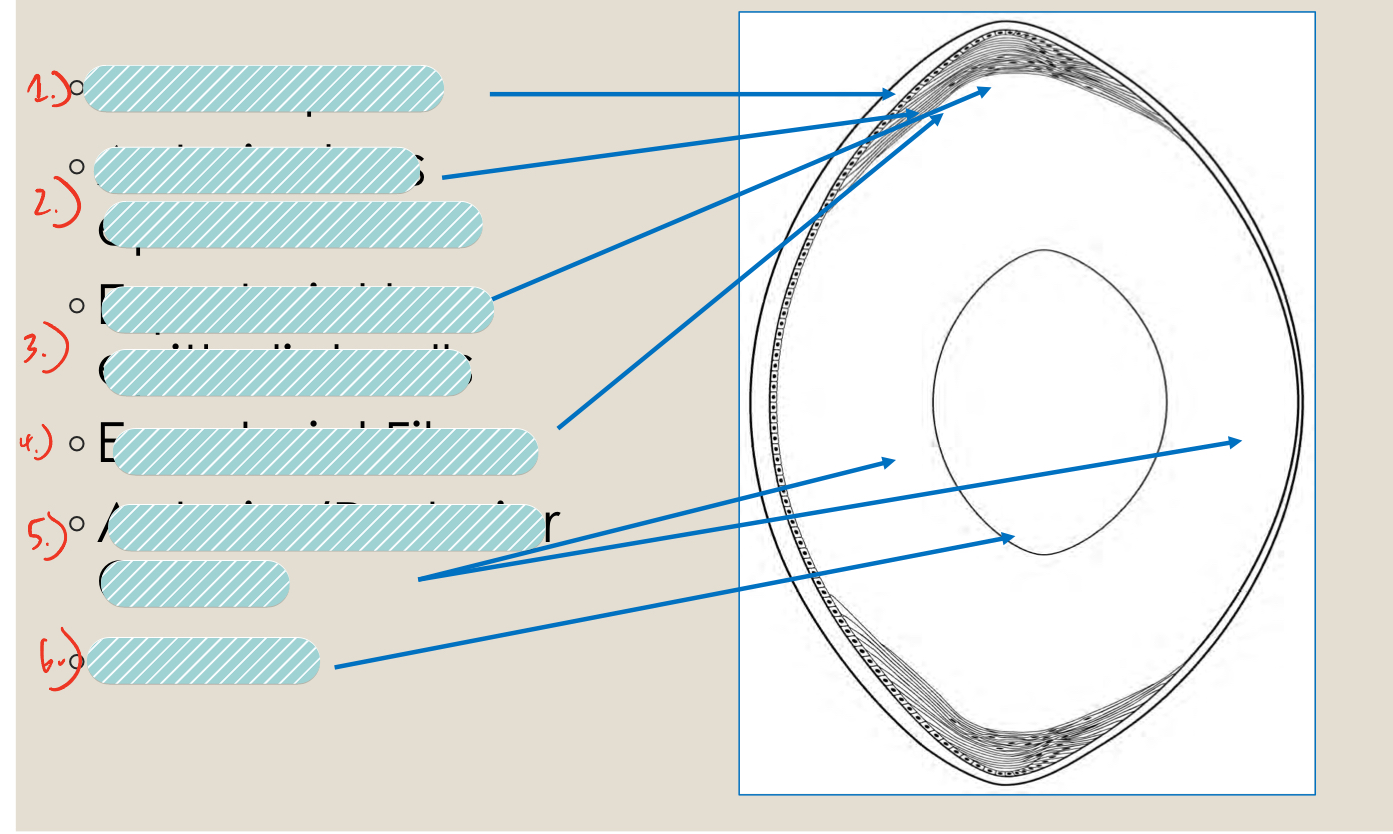 <p>label the structures of the lens</p>