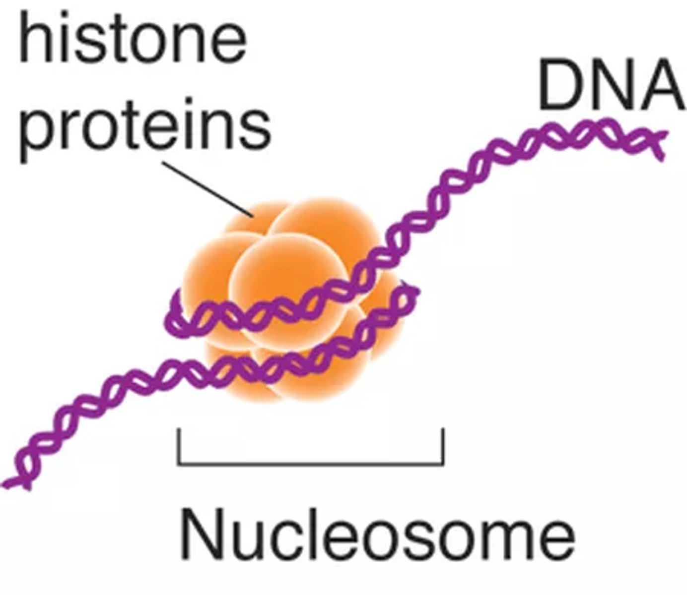 <p>A length of DNA coiled around a core of eight proteins called histones.</p>