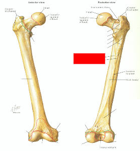 <p>Posterior Femur Bone</p>