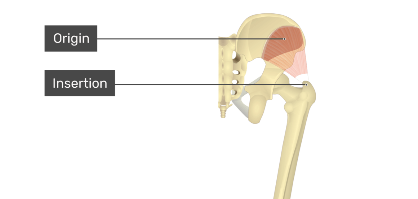 <p>gluteus minimus</p>