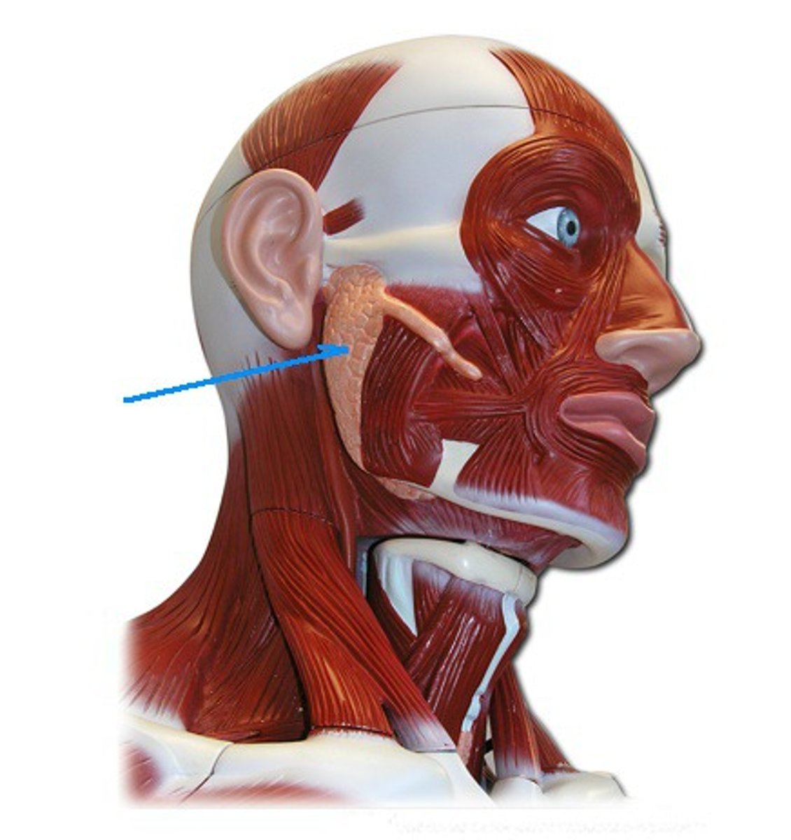 <p>Identify the structure, organ, or bone.</p>