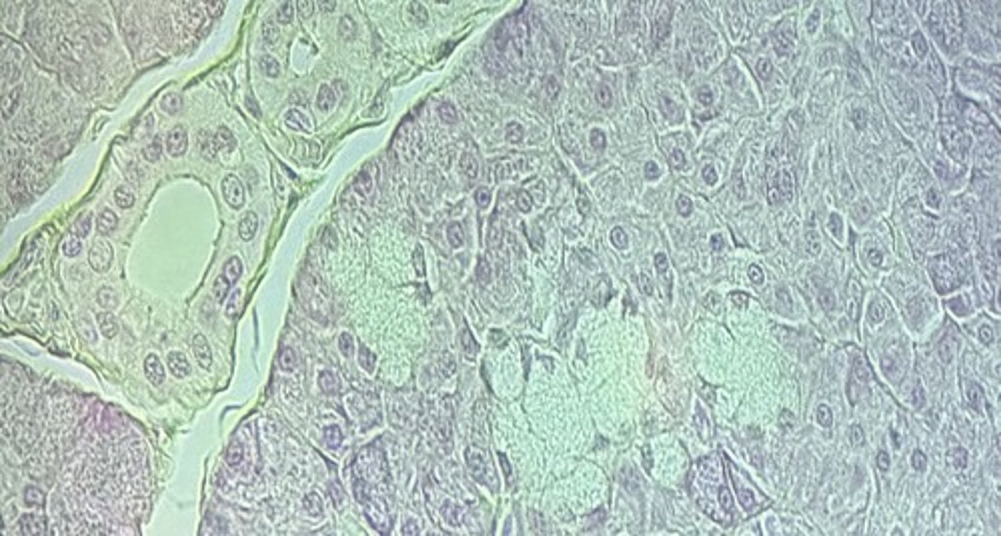 <p>name the tissue</p>