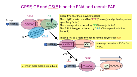 <ol><li><p>3</p></li><li><p>cleavage and polyadenylation specificity factor</p></li><li><p>cleavage factor</p></li><li><p>cleavage stimulation factor F</p></li><li><p>PAP</p></li><li><p>-OH, adenine</p></li><li><p>slow</p></li></ol><p></p>