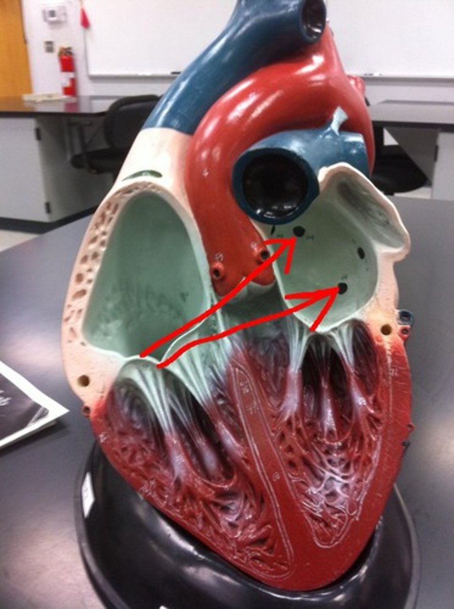 <p>collective space</p><p>all 4 probes</p><p>backpack straps</p>