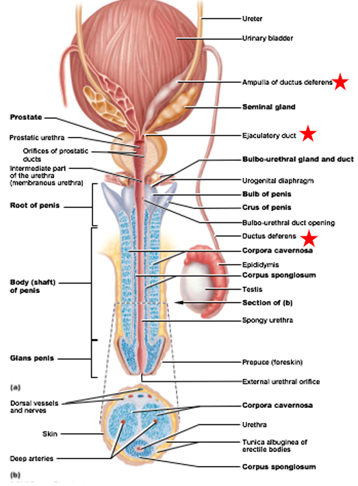 <ul><li><p>Accessory Duct to Testes</p></li><li><p>transports sperm out of epididymis during ejaculation</p></li><li><p>Ends at ampulla</p><ul><li><p>Ampulla ends at ejaculatory duct</p></li><li><p>Ejaculatory duct empties into urethra</p></li></ul></li><li><p>The ductus deferens can be cut or cauterized → vasectomy</p><ul><li><p>is reversible</p></li><li><p>no effect on testes</p></li><li><p>fairly effective but not immediately </p></li></ul></li></ul><p></p>