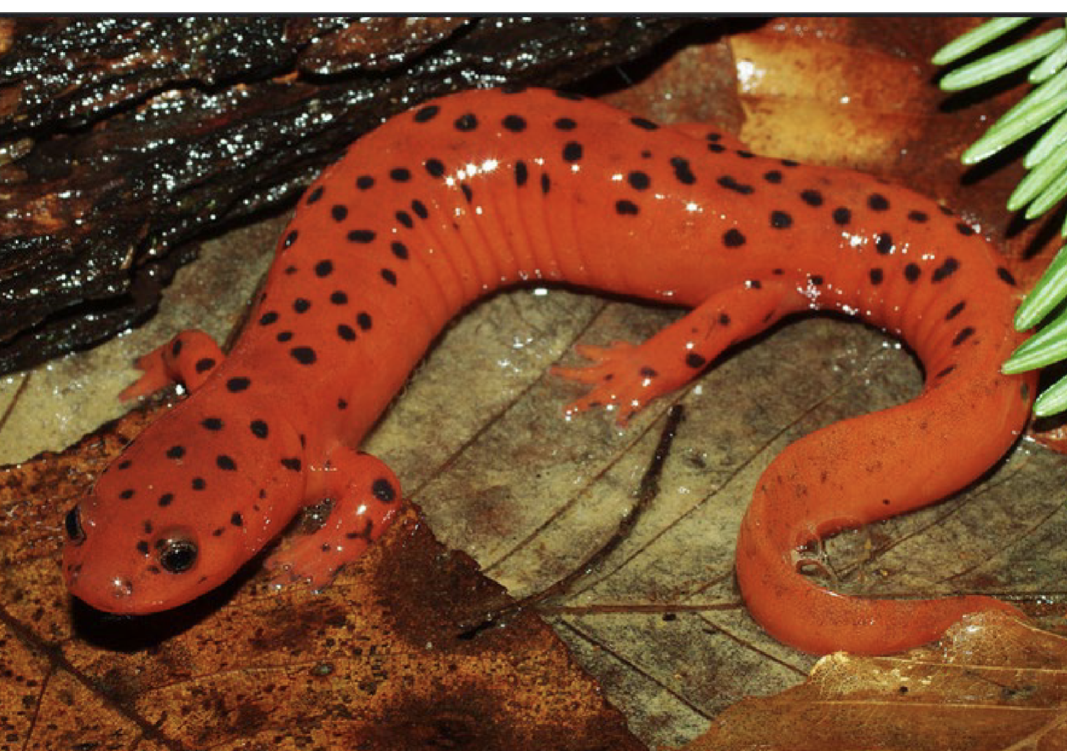 <p>Pseudotriton montanus</p>