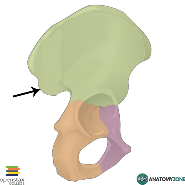 <p>What bone structure is this?</p>