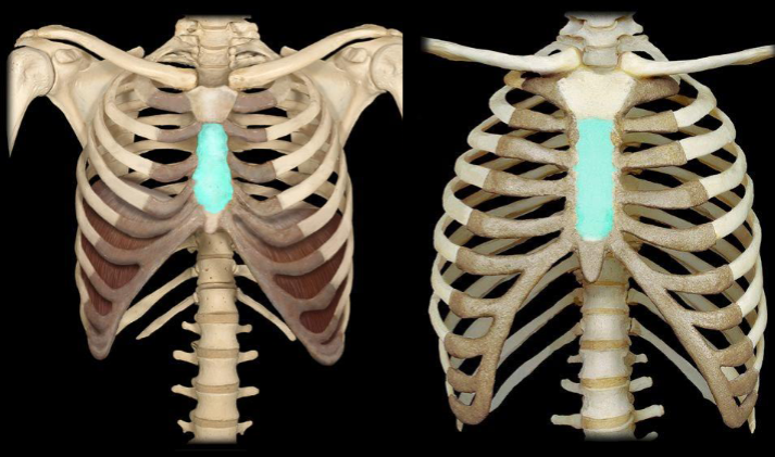 <p>What part of the sternum is highlighted in this image?</p>