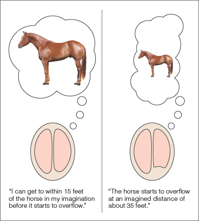 <p>Because patient M.G.S., who had part of her right occipital lobe had been removed, said an imagined image of a horse filled her visual field when standing 35 feet away, rather than the original 15. </p>