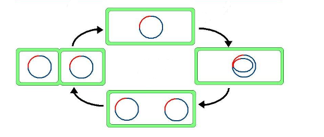 a cycle where a virus can replicate its DNA using a host cell.