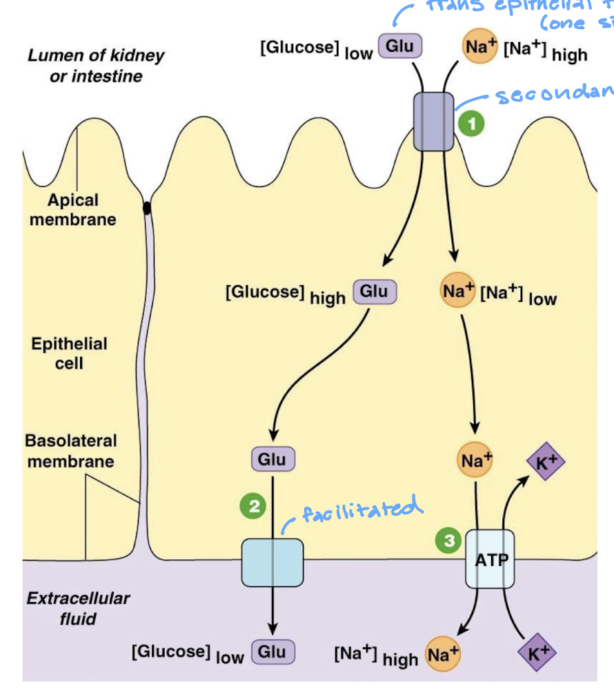 <ol><li><p>Na+ glucose symporter brings glucose into cell against its gradient using energy stored in the Na+ concentration gradient</p></li><li><p>GLUT transporter transfers glucose to ECF by facilitated diffusion</p></li><li><p>Na+ K+ ATPase pumps Na+ out of the cell, keeping ICF Na+ concentration low</p></li></ol><p></p>