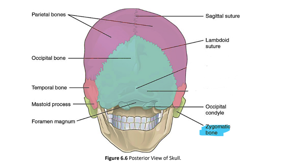 <p>zygomatic bone</p>