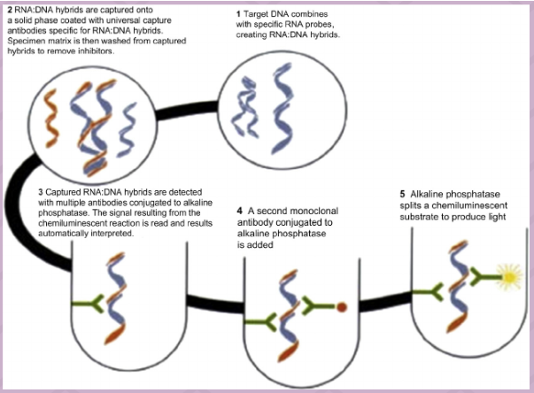<ul><li><p>Target DNA binds to ssRNA probe</p></li><li><p>DNA;RNA hybrid recognized by antibodies</p></li><li><p>Antibodies attached to solid surface and capture DNA;RNA hybrid</p></li><li><p>Secondary antibodies attached to alkaline phosphatase added (sandwich assay)</p></li><li><p>Substrate for alkaline phosphatase added--light produced</p></li><li><p><u>Applications</u>: HPV &amp; genitourinary specimens, hepatitis viruses, CMV; also a hybridization technique</p></li></ul><p></p>