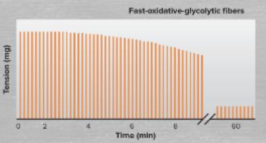 <p>define/characterize fast-oxidative-glycolytic fibers </p>