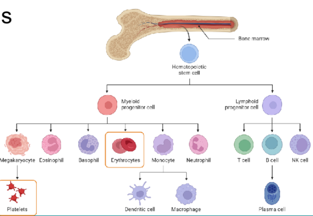 <ul><li><p>red marrow</p></li><li><p>Haematopoietic stem cells receive cytokine, erythropoietin and thrombopoietin signals</p></li><li><p>Progenitor cells produce precursors cells that become “committed” to type of blood cell</p></li><li><p>Mature cells enter blood stream (diapedesis) </p></li></ul><p></p>