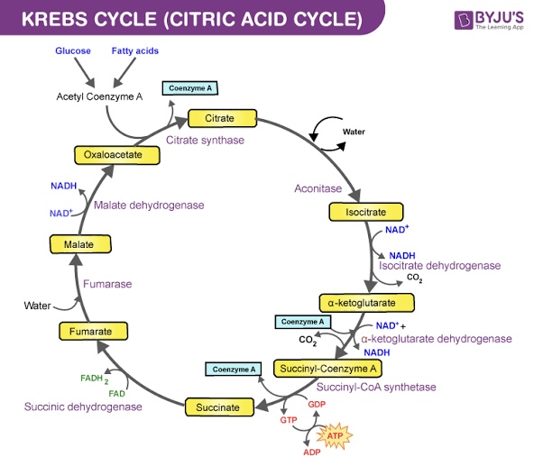 <p>A<span style="color: rgb(0, 0, 0)"> </span>mnemonic I found useful in remembering the products of each step is “<em>_______________.”</em> Each series of reactions release energy and is captured in molecules of NADH, ATP, and FADH<sub>2</sub>. Two turns will take place due to glycolysis producing two pyruvic acid molecules.</p>