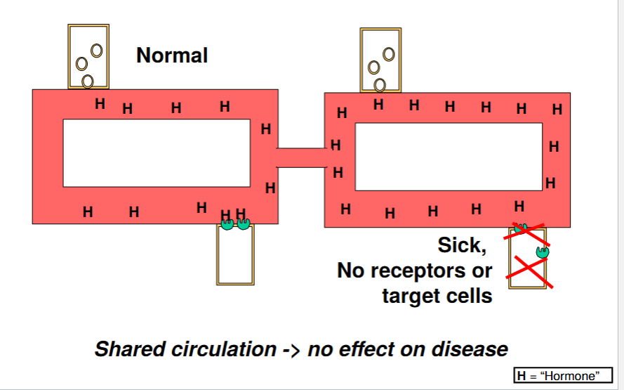 Shared circulation -> no effect on disease