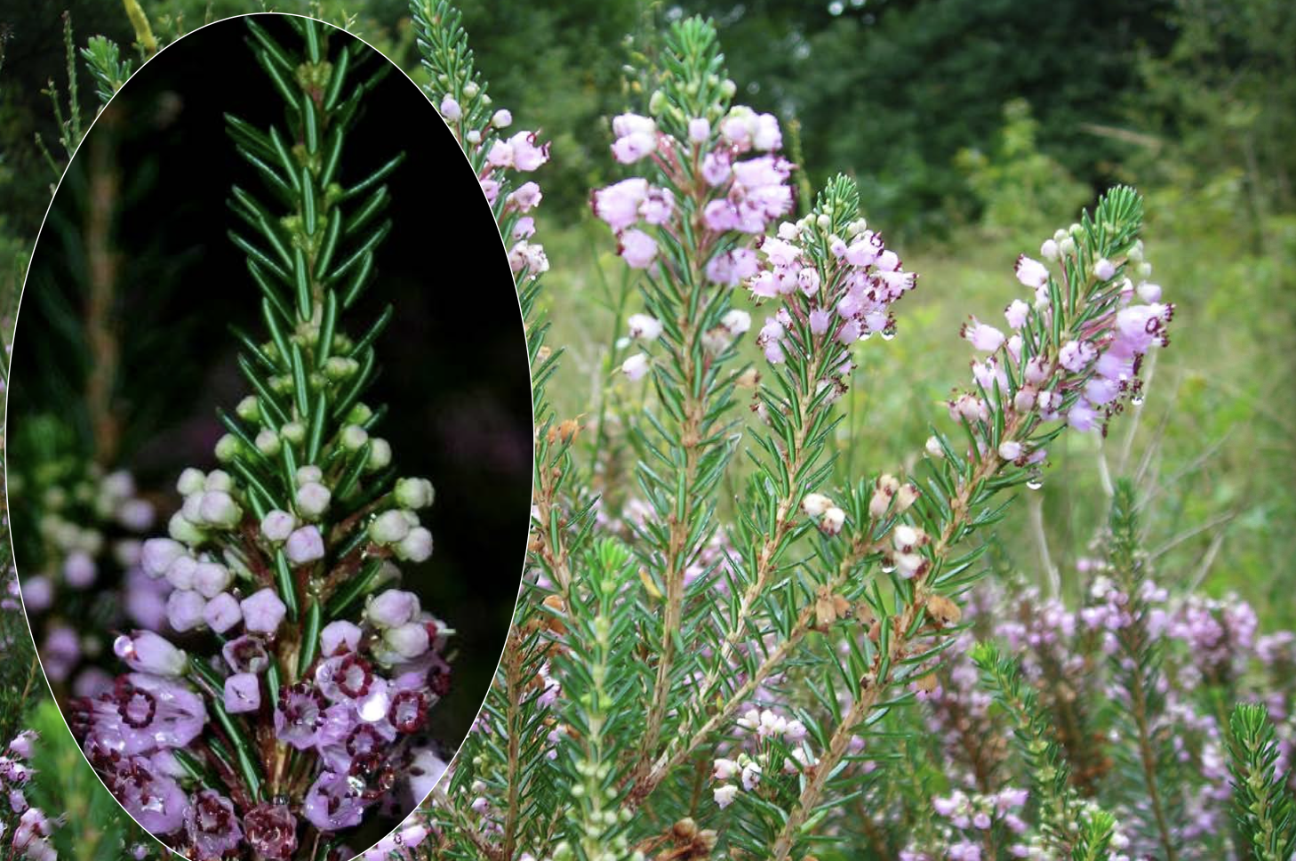 <p>Identificar la Ericaceae</p>