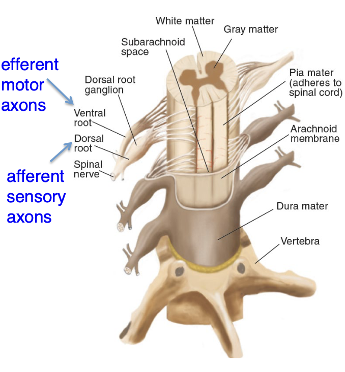 <p>→ brings sensory information to the <strong>brain</strong> + connects the axons of <strong>motor</strong> <strong>neurons (efferent fibers)</strong> to effector organs throughout the body</p><ul><li><p>Significant part of CNS</p></li><li><p>Maintains a certain degree of autonomy from its CNS counterpart (the brain) since it contains various reflexive control circuits</p></li><li><p>Has a long, conical structure that is approximately as thick as an adult pinkie</p><p></p></li></ul><p></p>